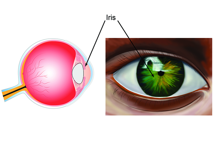 Front and side view of the iris the coloured ring of the eye